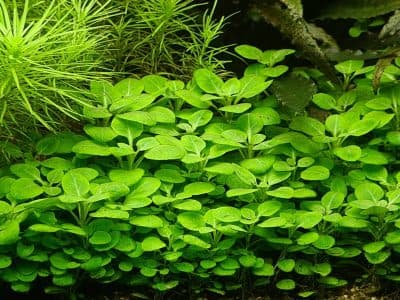 Hola Team AquariumWarenhuis!
