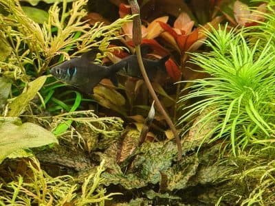Hola Team AquariumWarenhuis!